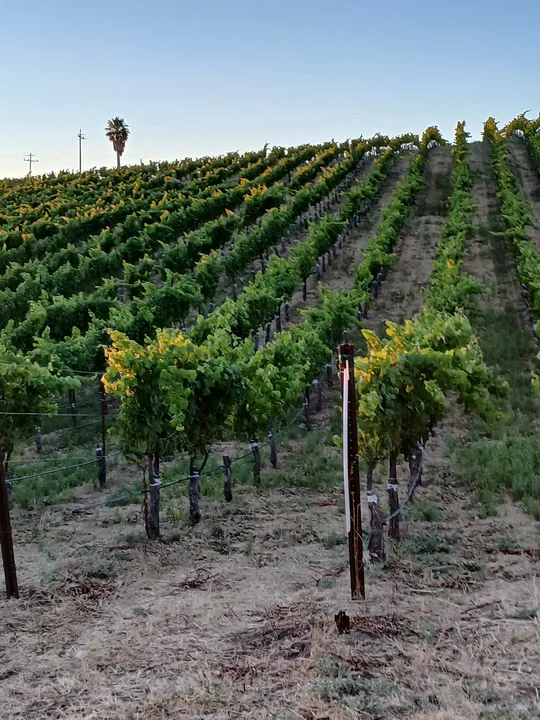 Event photo of JMC Cellars - Image 1